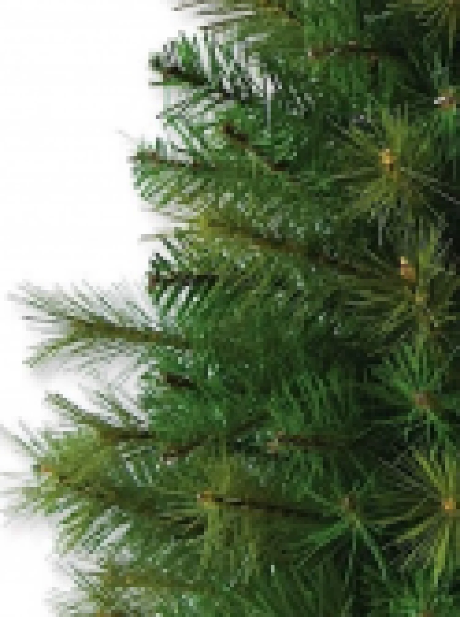 Christmas Warehouse Balsam Pine Table Top Christmas Tree With 104 Tips - 65Cm> Table Top Christmas Trees
