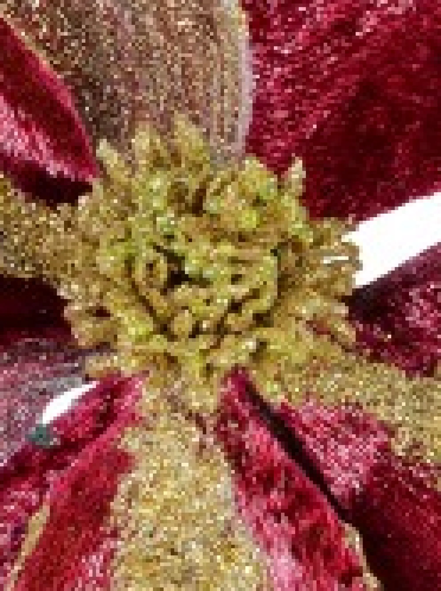 Christmas Warehouse Burgundy With Gold Glitter Magnolia Decorative Christmas Flower Pick - 22Cm> Christmas Picks
