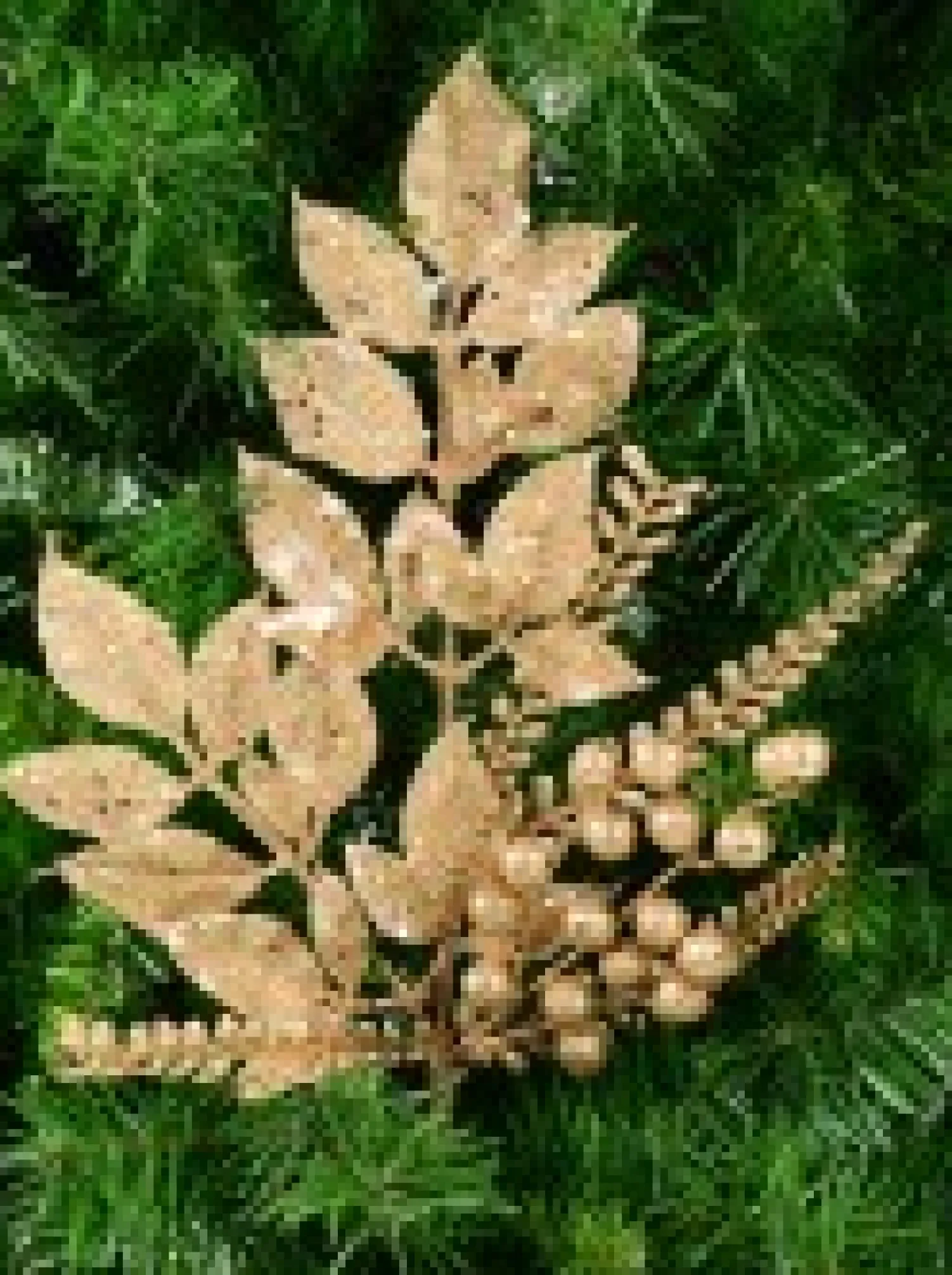 Christmas Warehouse Champagne Glitter Mixed Foliage With Pinecone & Berries Christmas Pick - 28Cm> Christmas Picks