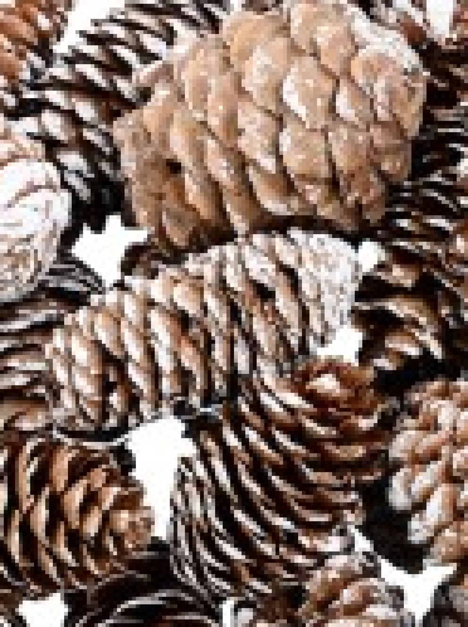Christmas Warehouse Decorative White Frosted Natural Christmas Long Pine Cones - 100G> Natural Christmas Decorations