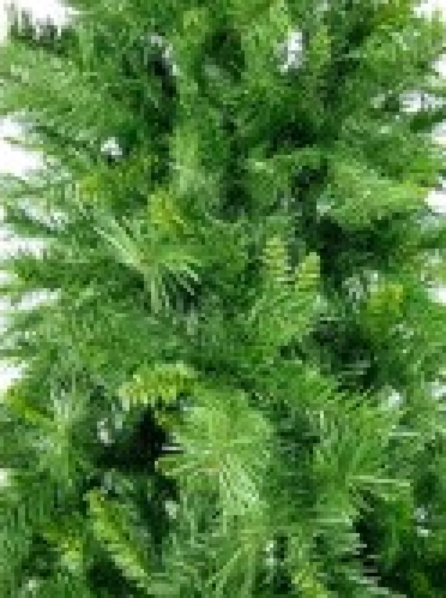 Christmas Warehouse Eastern Pine Traditional Christmas Tree With 717 Tips - 1.8M> Traditional Christmas Trees