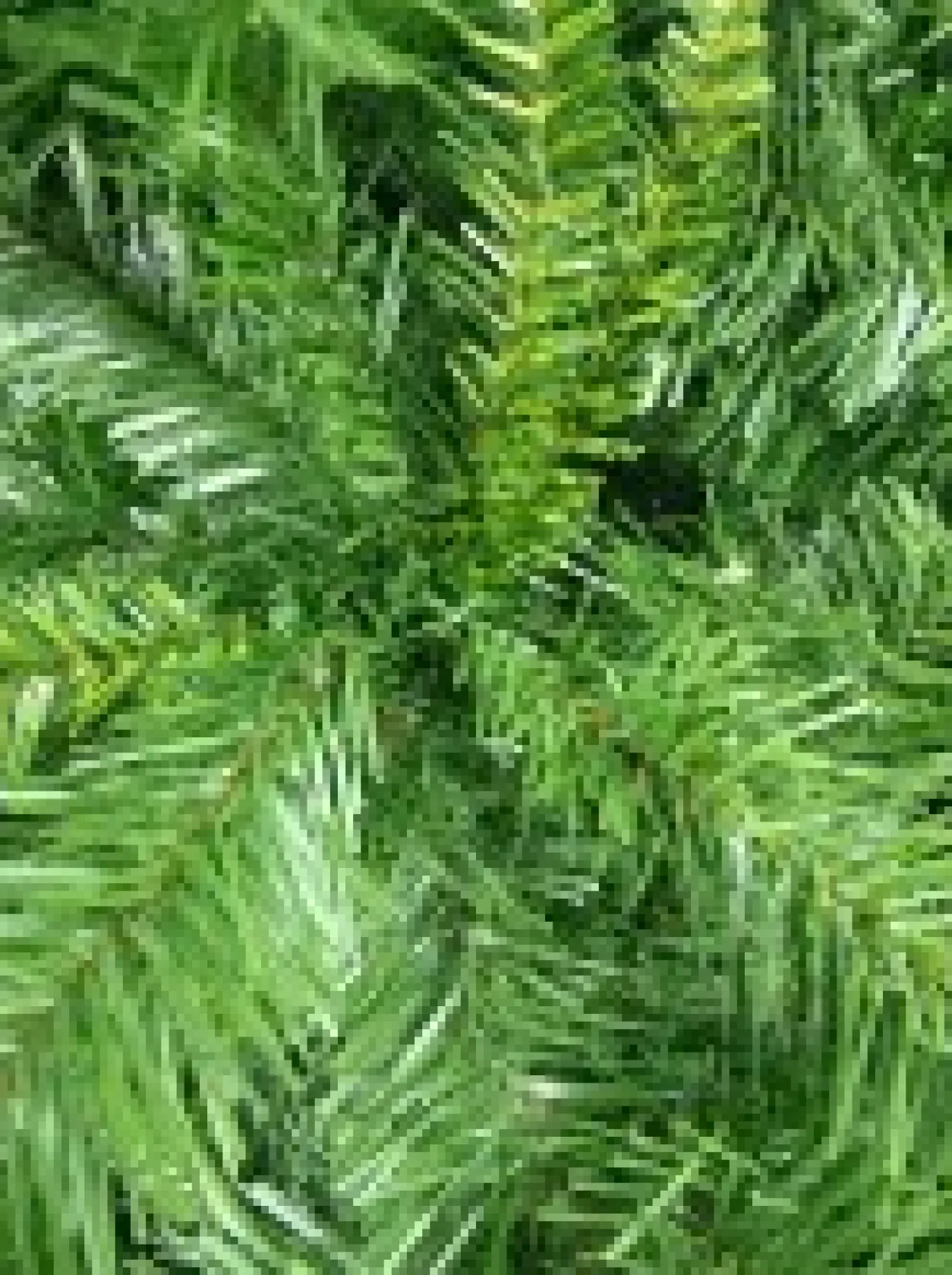 Christmas Warehouse Eastern Pine Traditional Christmas Tree With 717 Tips - 1.8M> Traditional Christmas Trees
