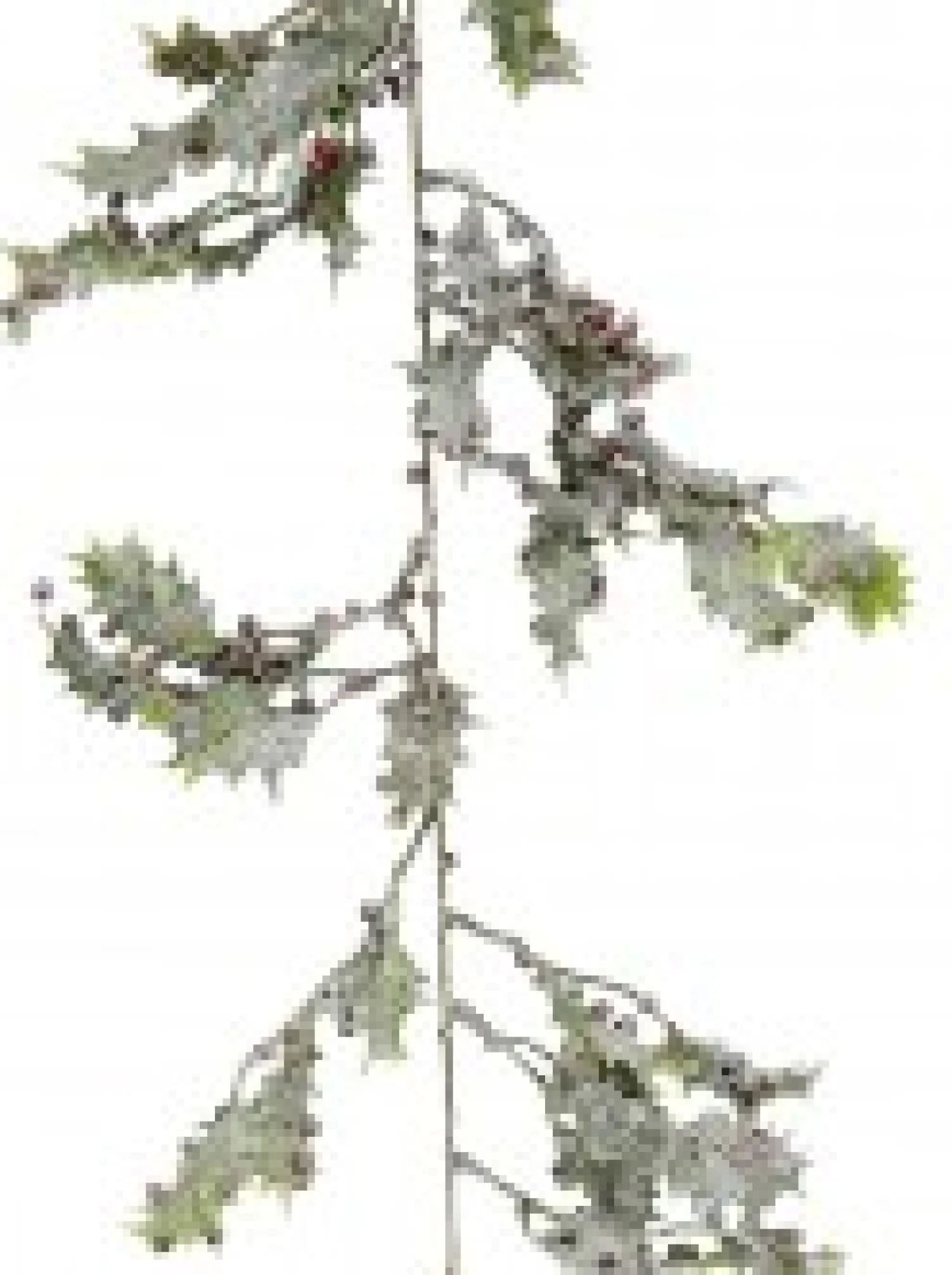 Christmas Warehouse Frosted Christmas Holly Leaves & Berries Vine Christmas Garland - 1.8M> Christmas Garlands