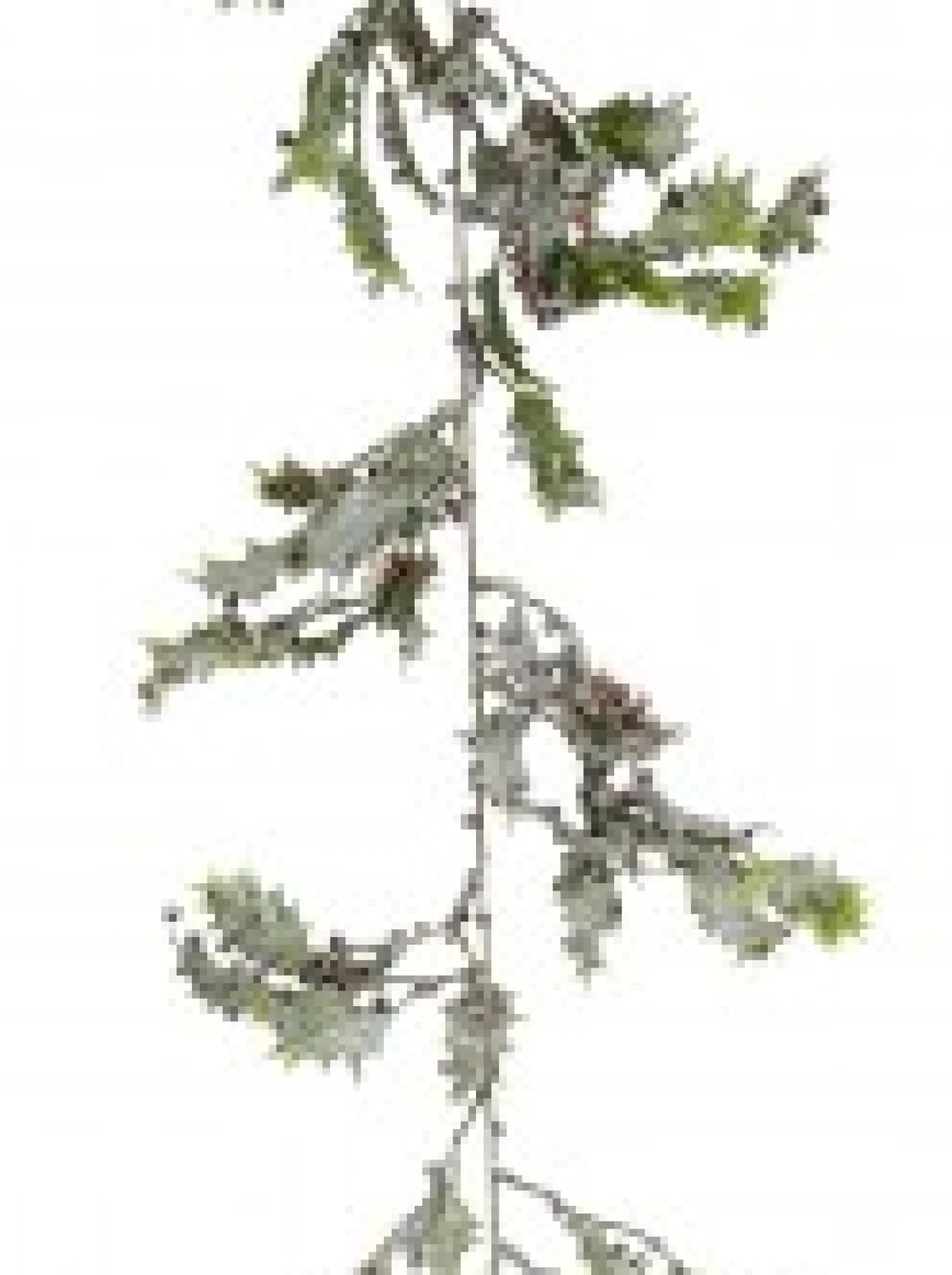 Christmas Warehouse Frosted Christmas Holly Leaves & Berries Vine Christmas Garland - 1.8M> Christmas Garlands