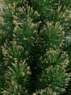 Christmas Warehouse Gold Glittered Needle Tip Pine Tabletop Christmas Tree With 96 Tips - 90Cm><noscript><img width=