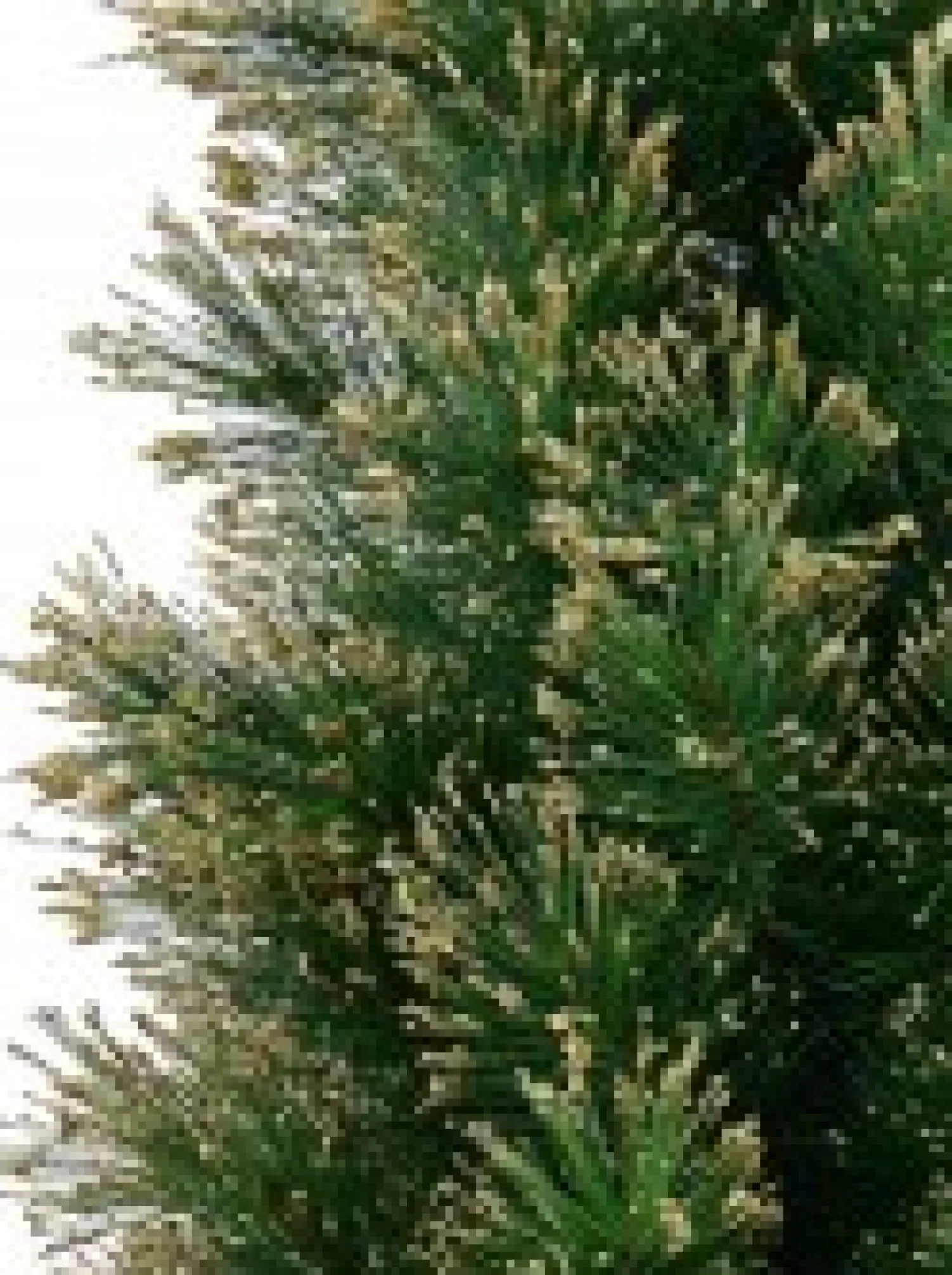Christmas Warehouse Gold Glittered Needle Tip Pine Tabletop Christmas Tree With 96 Tips - 90Cm> Table Top Christmas Trees
