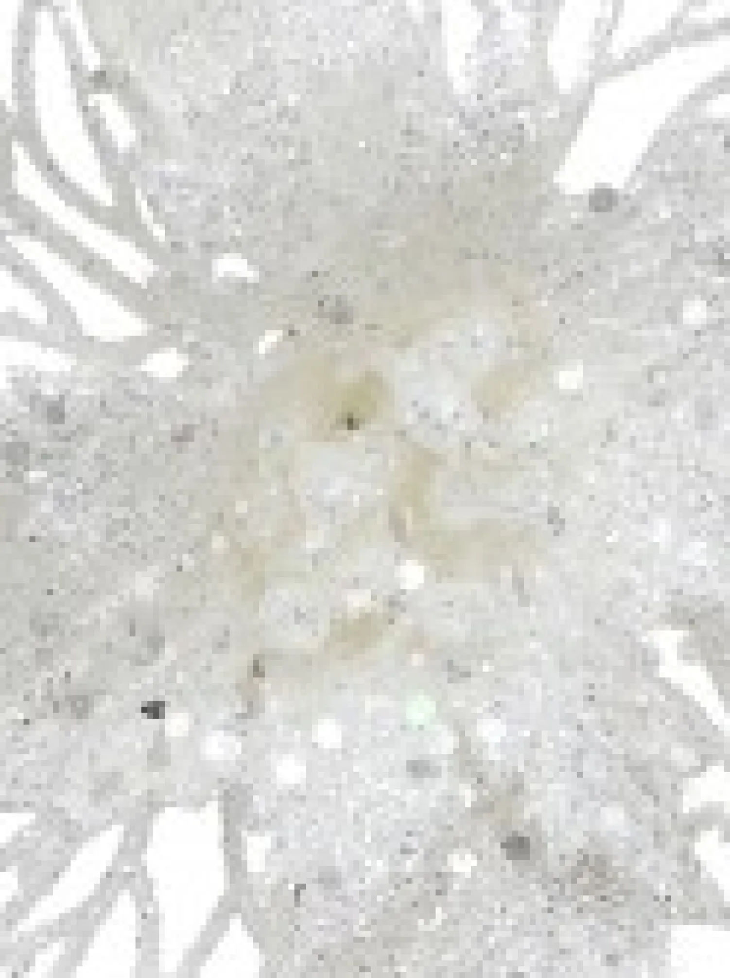 Christmas Warehouse Iridescent Glitter Petal & Leaf Poinsettia Christmas Flower Pick - 18Cm> Christmas Picks