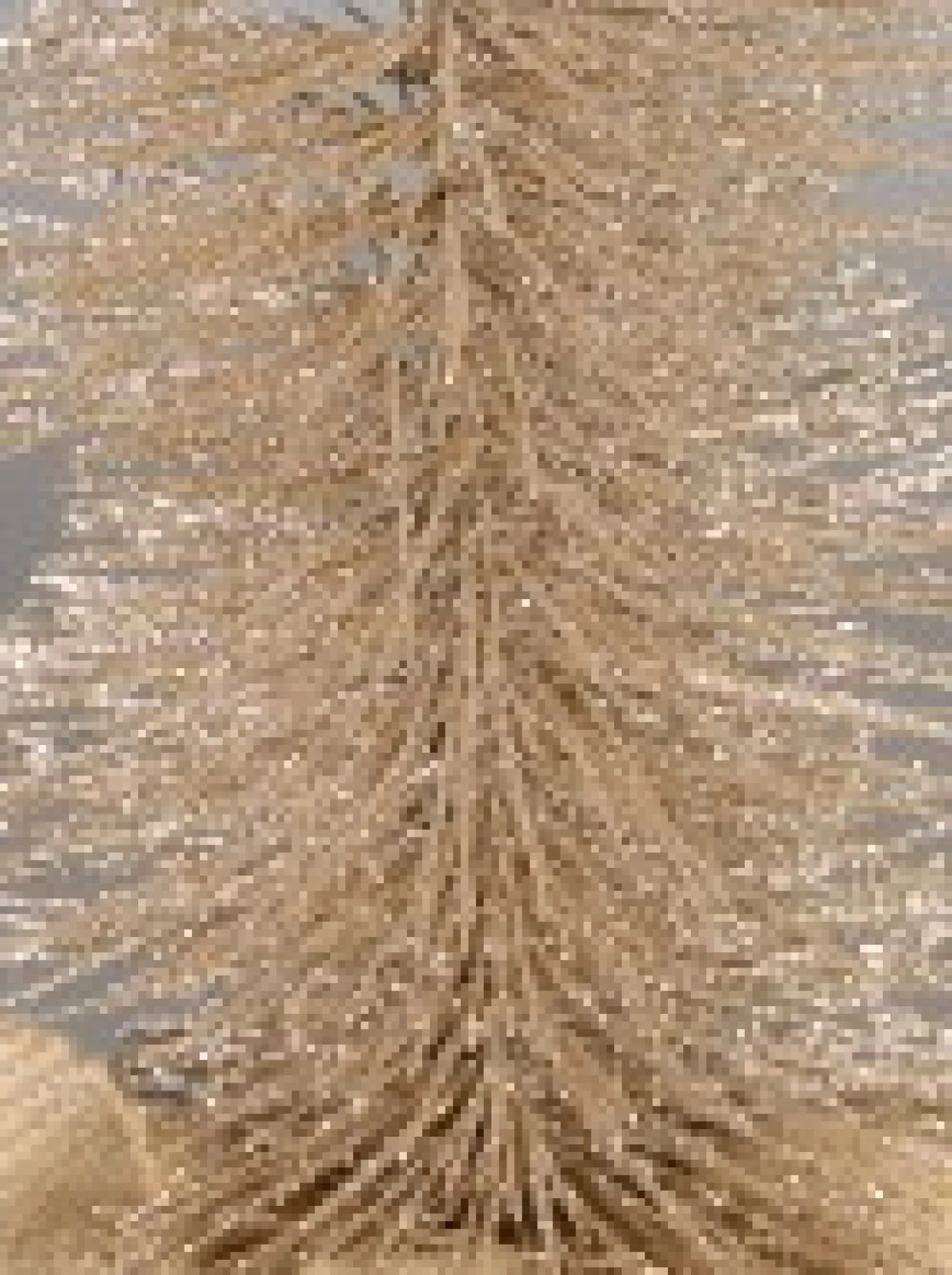 Christmas Warehouse Large Glittered Champagne Spiral Pine Needle Christmas Table Top Tree - 30Cm> Table Top Christmas Trees