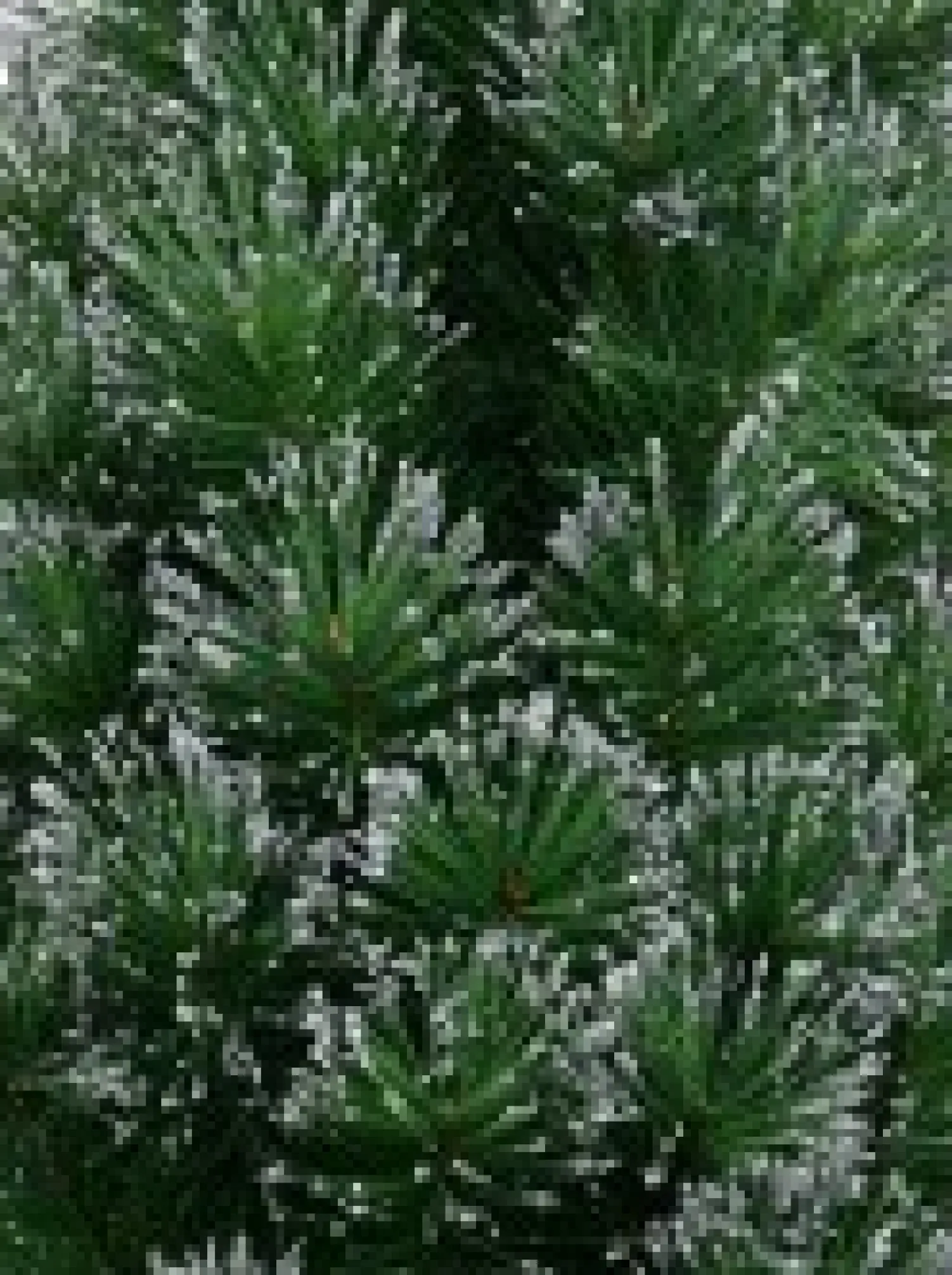Christmas Warehouse Silver Glittered Needle Tip Pine Tabletop Christmas Tree With 96 Tips - 90Cm> Table Top Christmas Trees