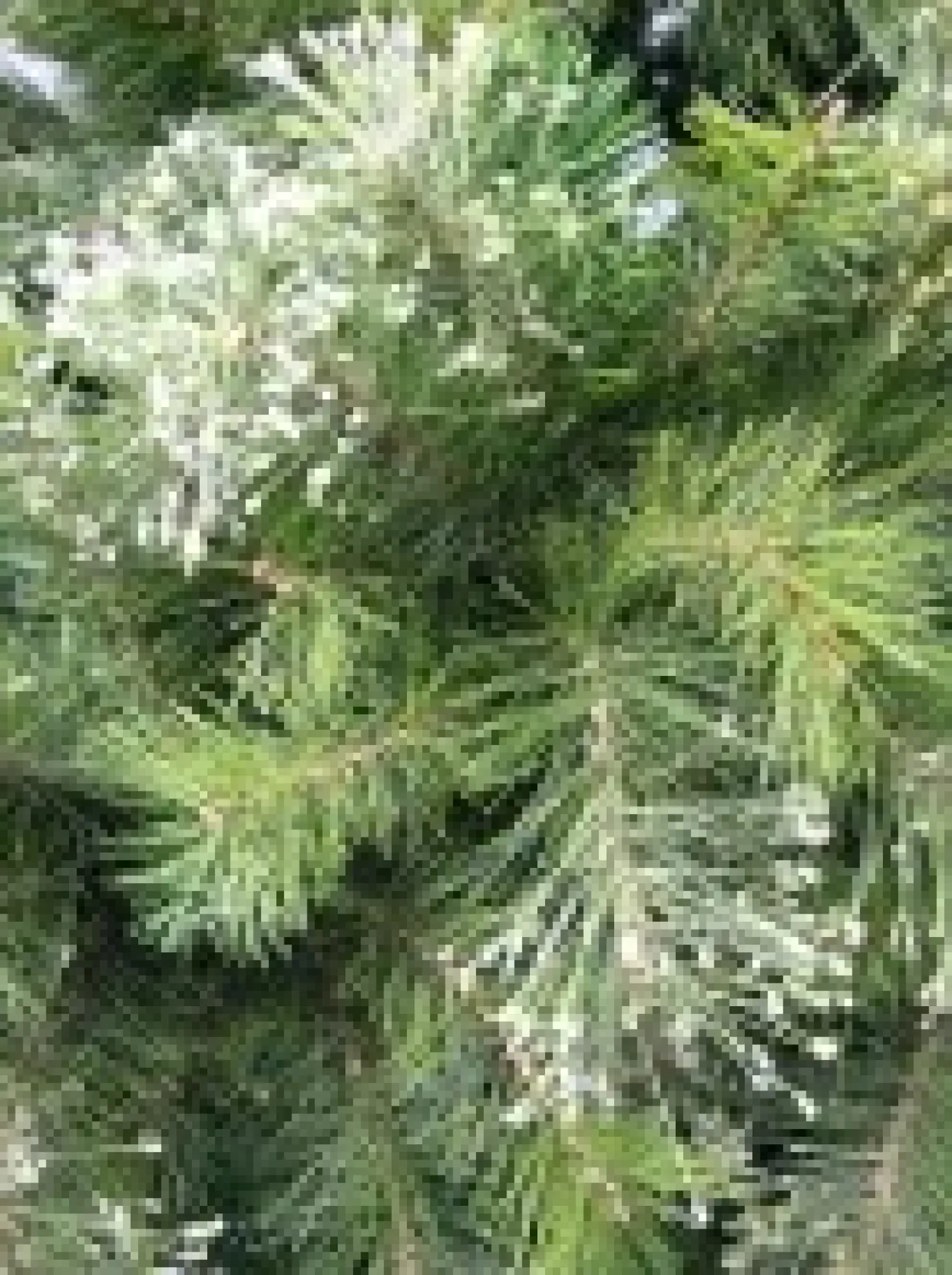 Christmas Warehouse Stratford Mixed Pine Traditional Christmas Tree With 2025 Tips - 2.3M> Traditional Christmas Trees